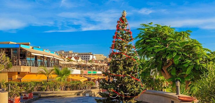Christmas Tree on Tenerife Island