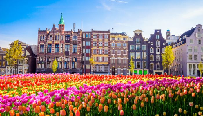 Tulips and houses in Amsterdam, Netherlands